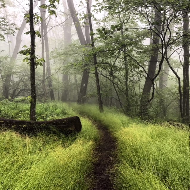 A hiking trail through grass and trees.