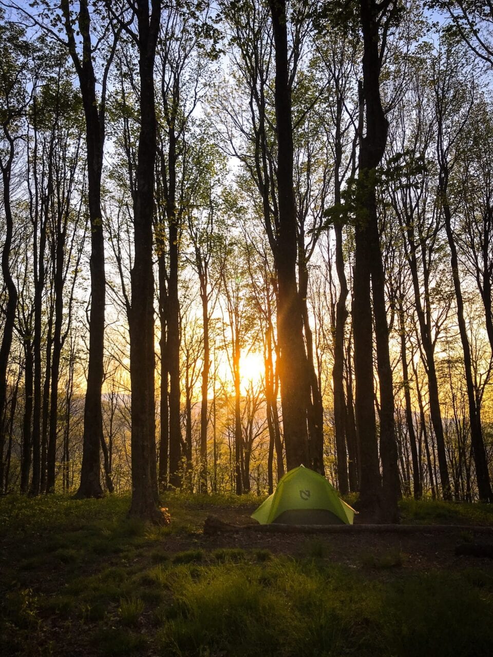 A tent pitched in front of a bunch of tall trees with the sunrise shining through.
