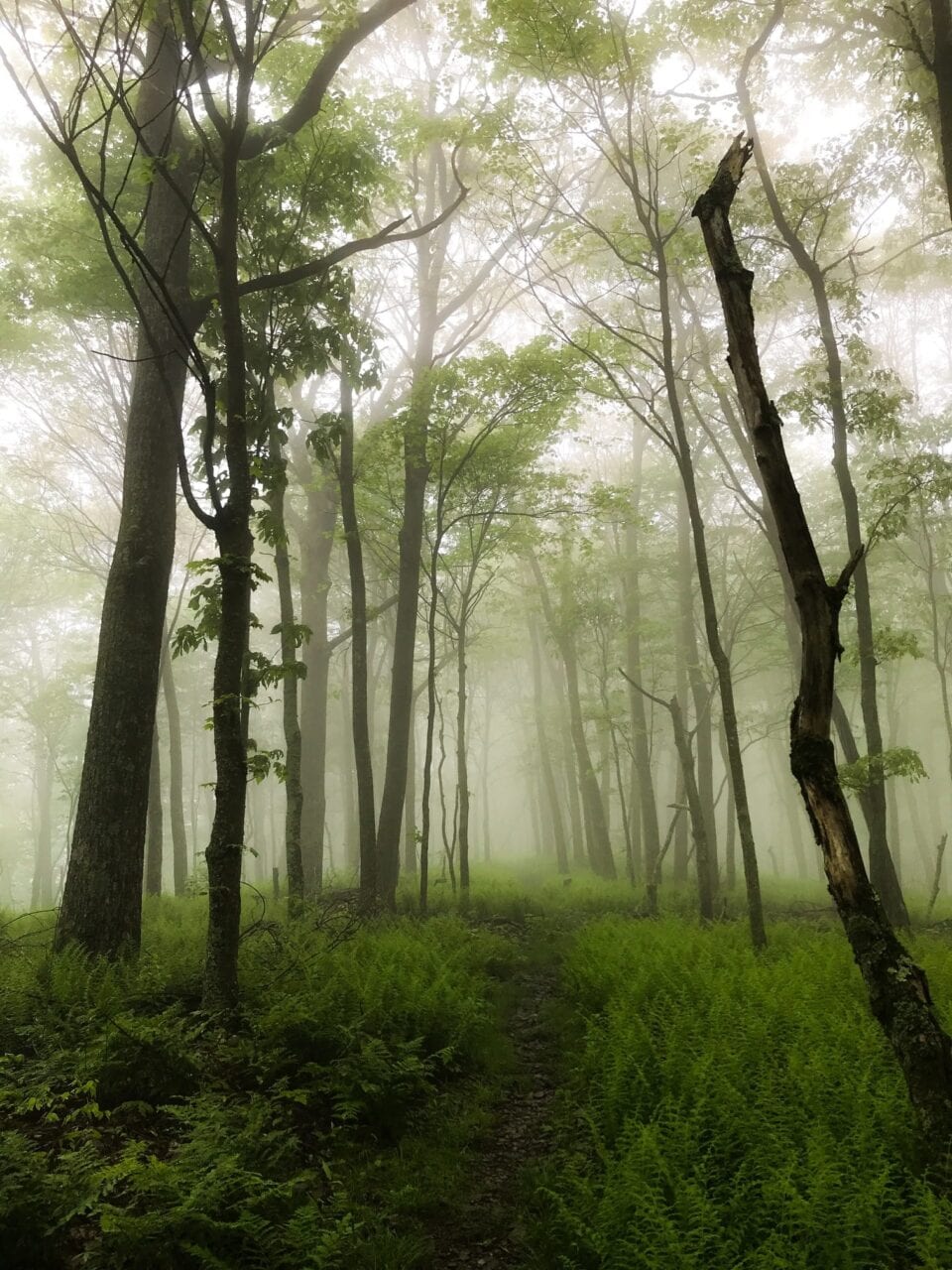 A foggy trail with very green and kind of eerie trees along the way.