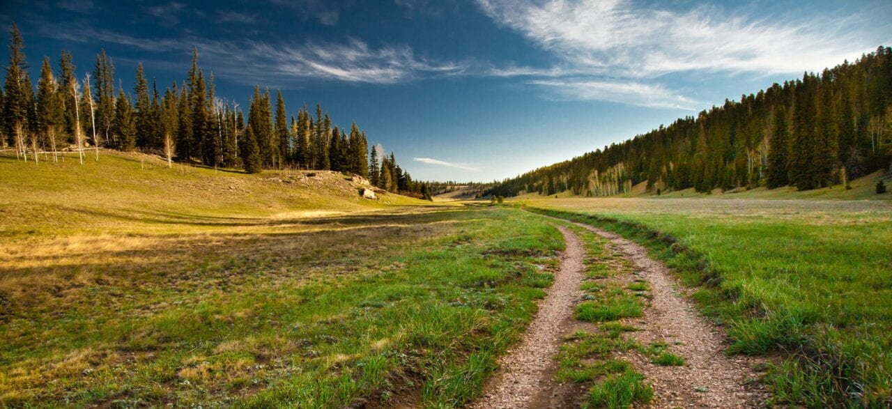 An old dirt road and trail runs through a green meadow towards a coniferous forest and blue sky.