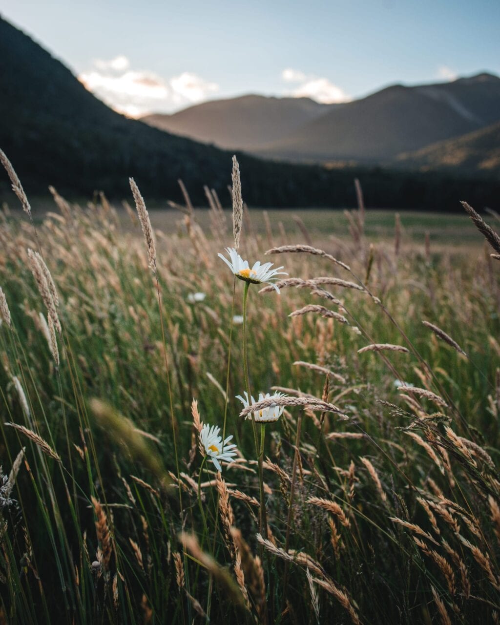 Small white flowers in a field of tall grass.