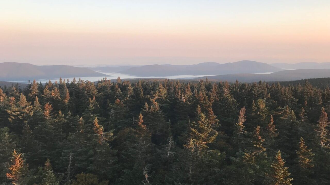 A view of a sunrise above the trees.