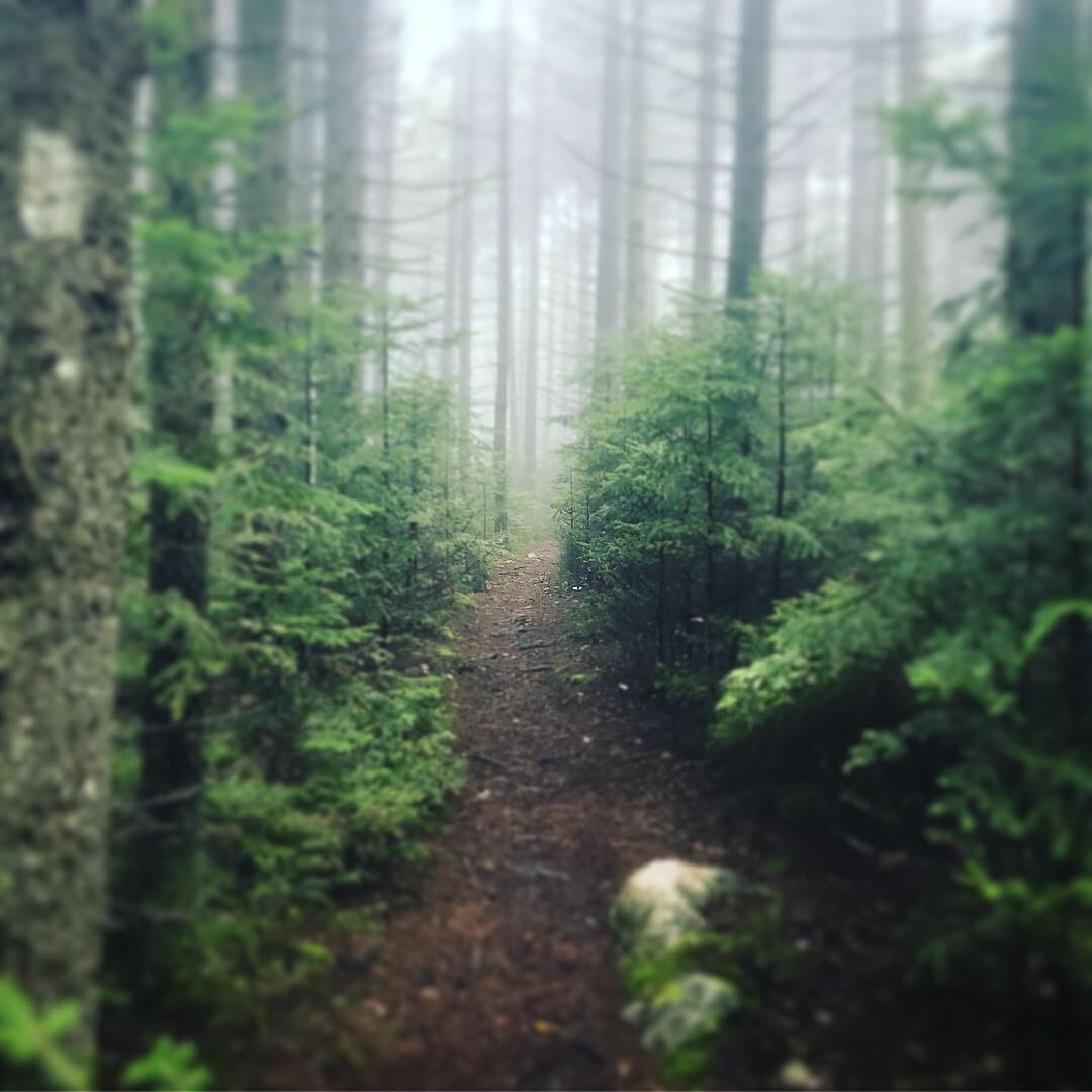 A trail through a very dense, green forest.