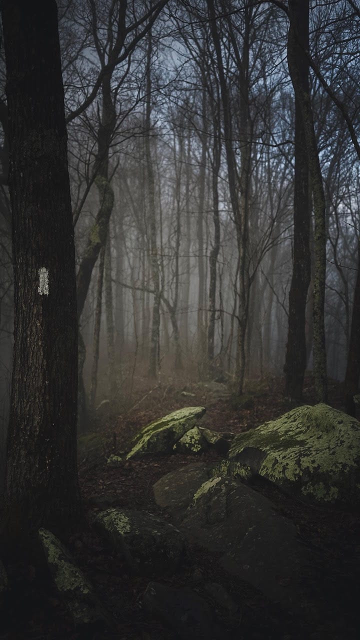 A dark and foggy picture of trees in the woods.