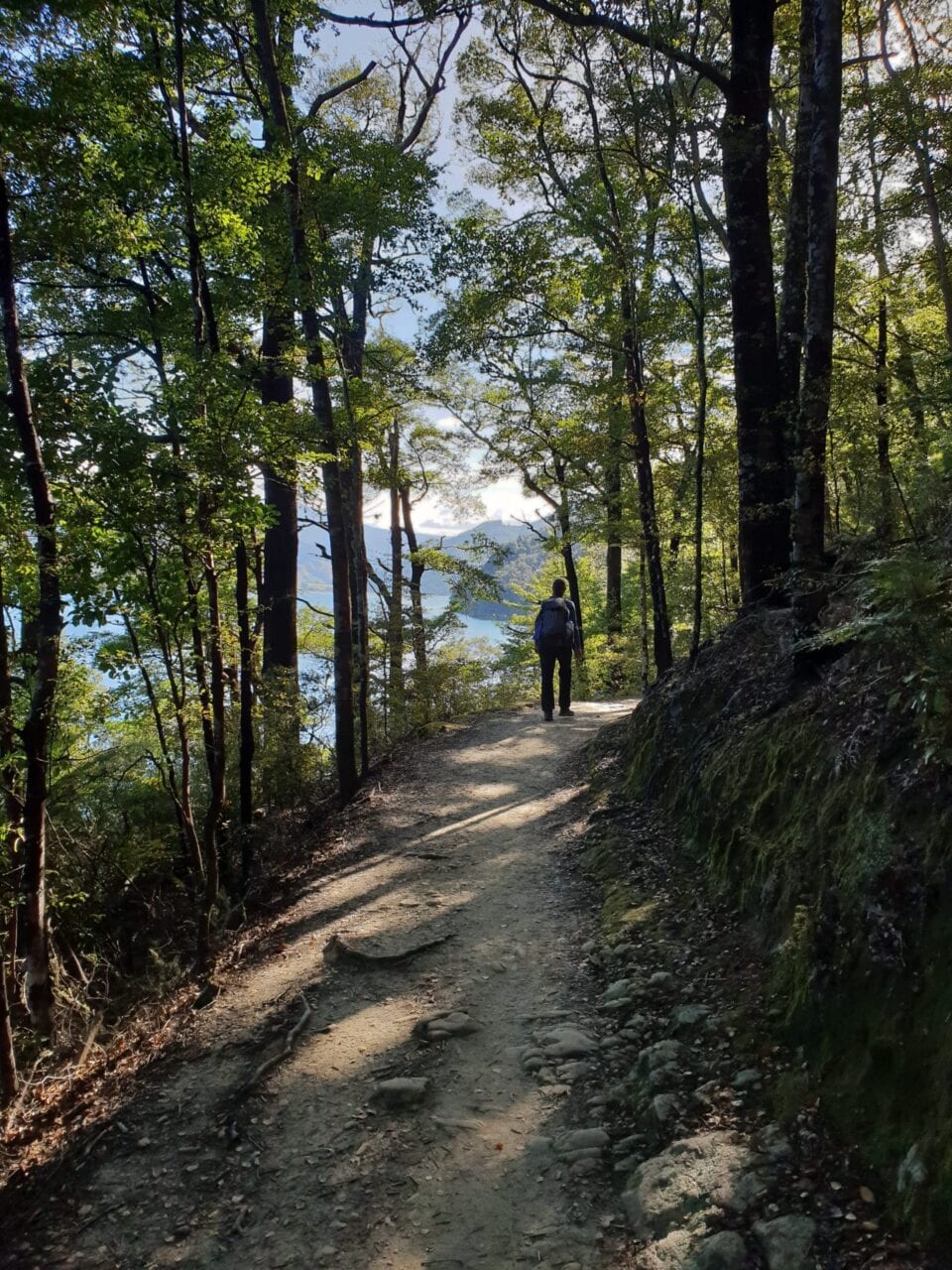 A hiker walking in the forest on the Te Araroa.