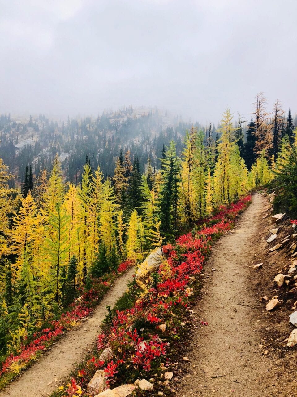 A beautiful trail with green trees and red bushes.