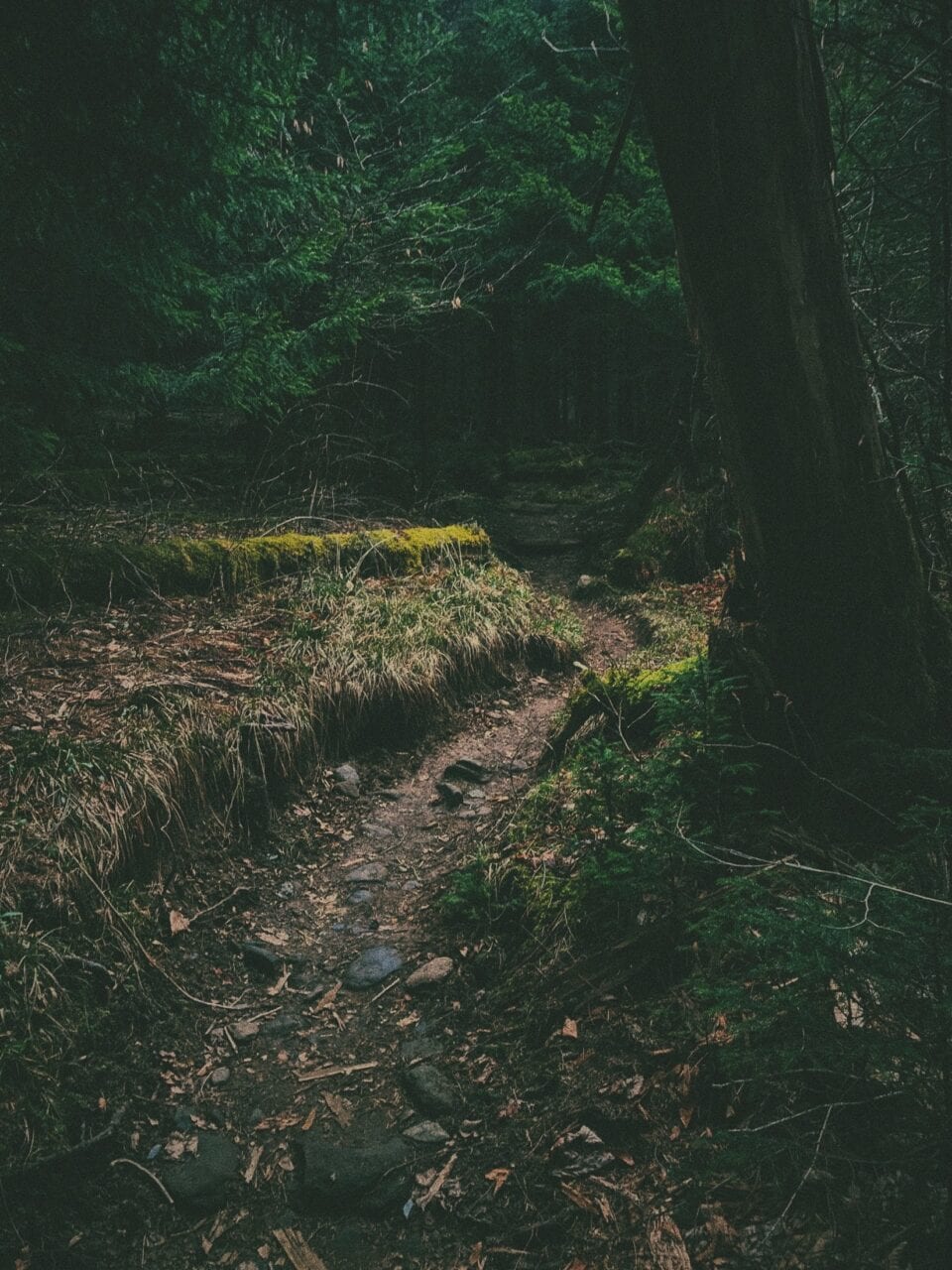 A dark trail in the forest.