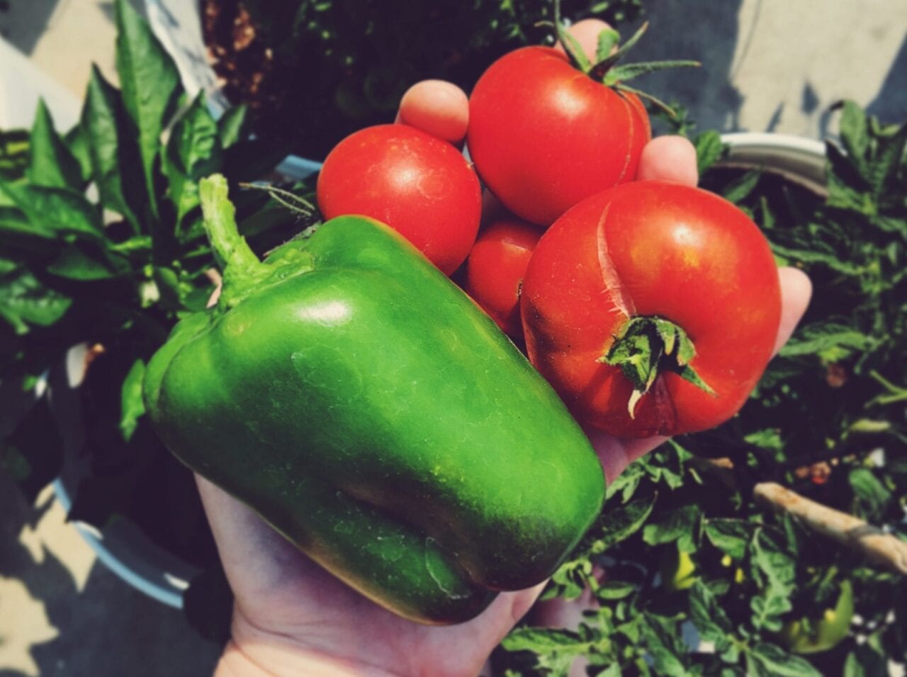A person holds tomatoes and a bell pepper in their hand while standing in a garden.