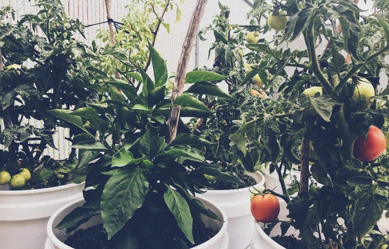 Tomato plants are growing in 5-gallon buckets.