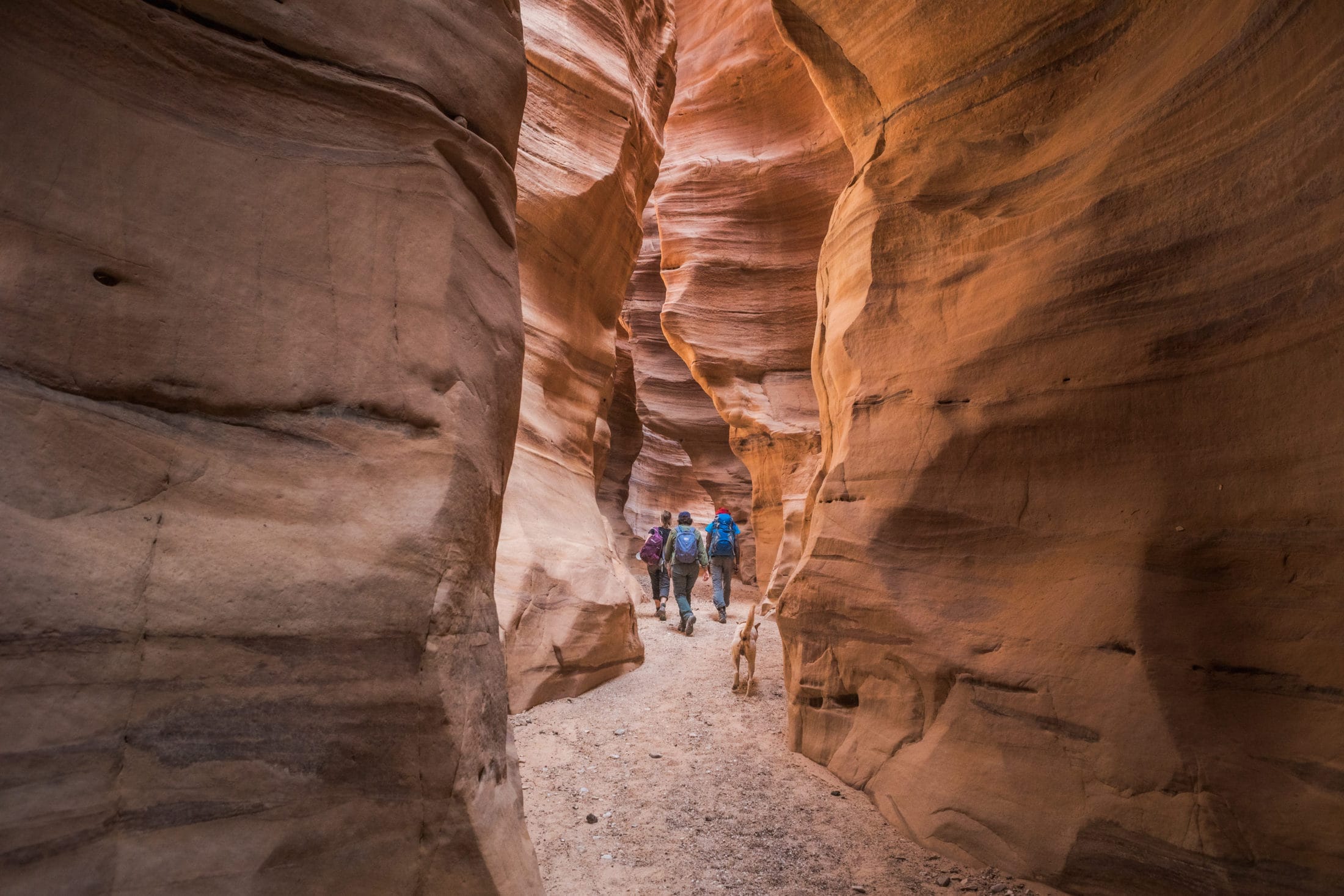 Hikers walk through a stunning red canyon.