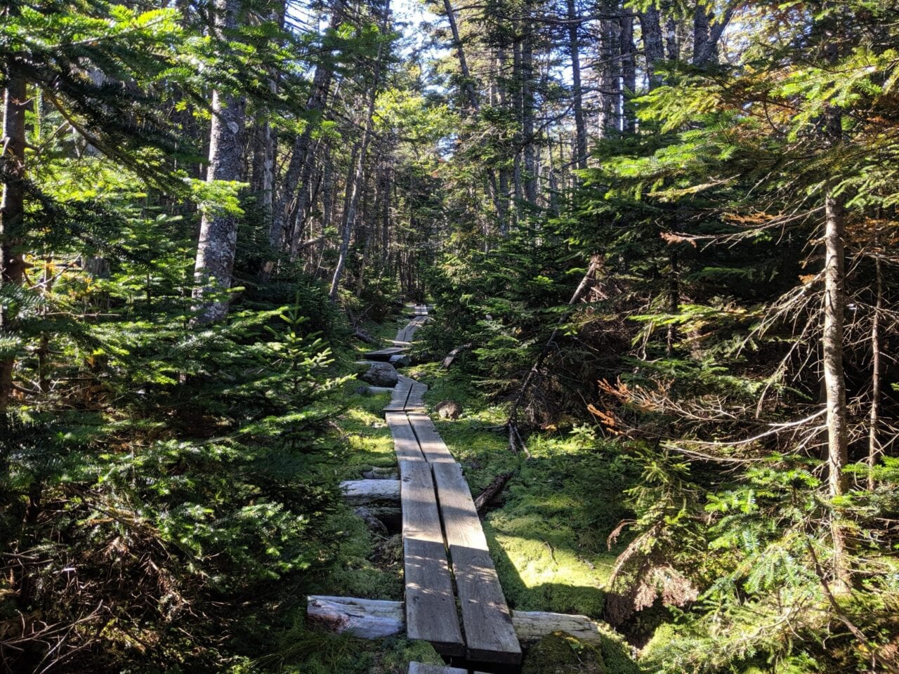 Scenic forest from the Appalachian Trail