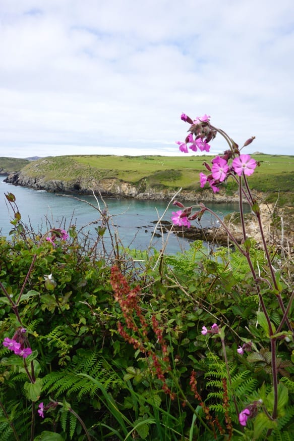 Pink flowers by a river.