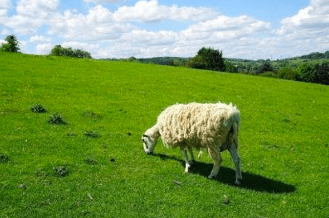 A sheep on a big grassy field.