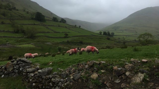 Sheeps with red on them in the UK.