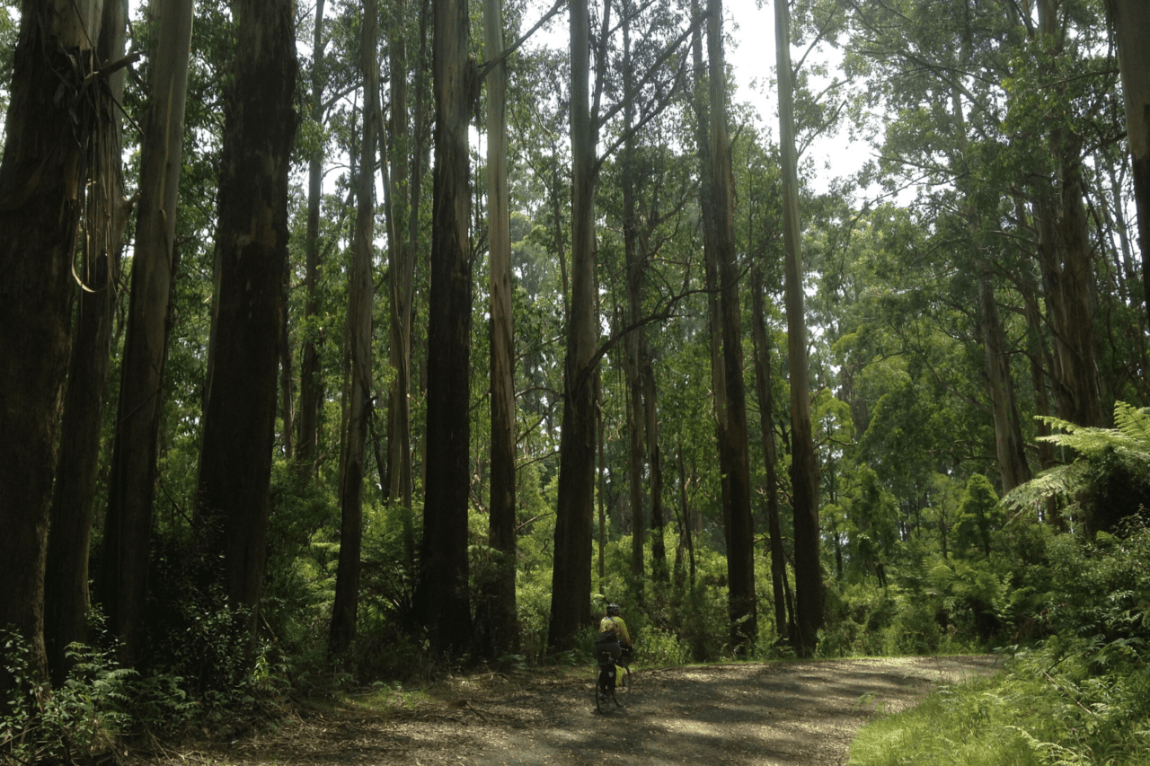 A biker biking through a very lush green forest.