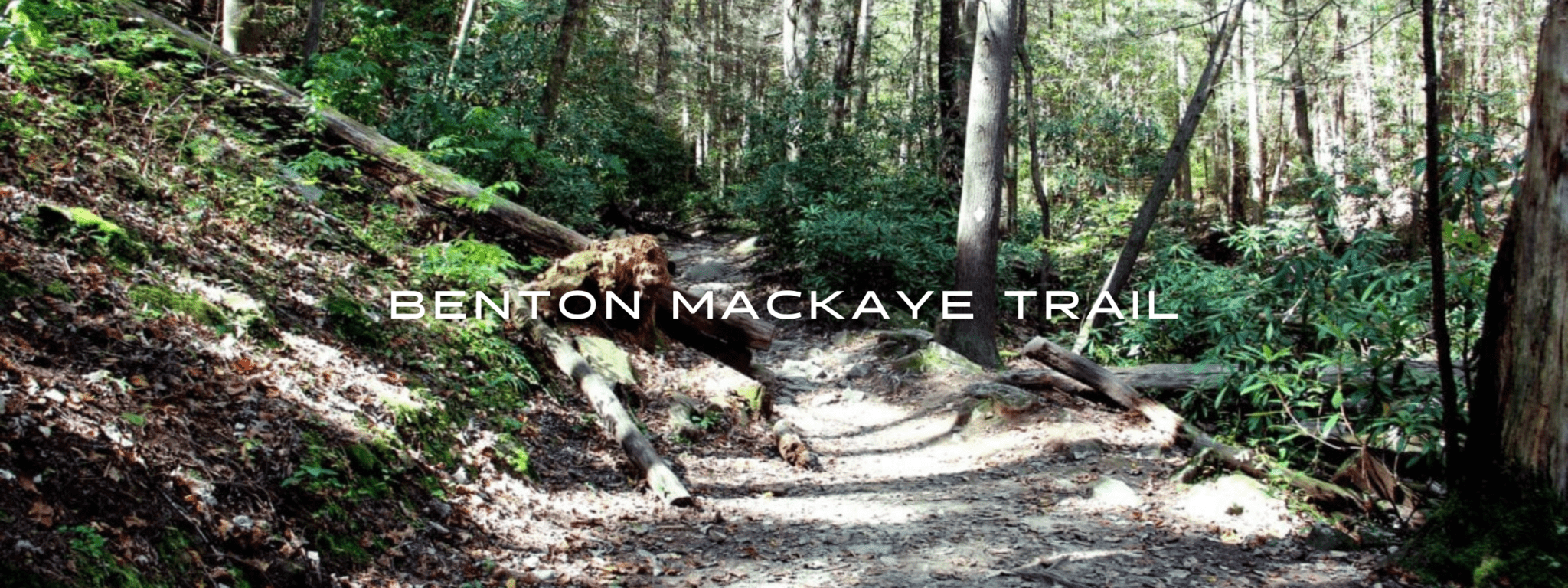 A path winds through a green forest on the Benton Mackaye Trail.