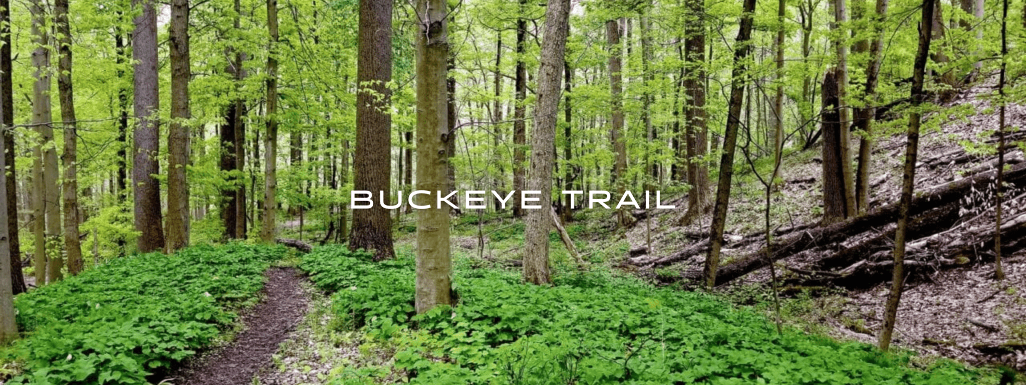The Buckeye Trail winds through a green deciduous forest in Ohio.