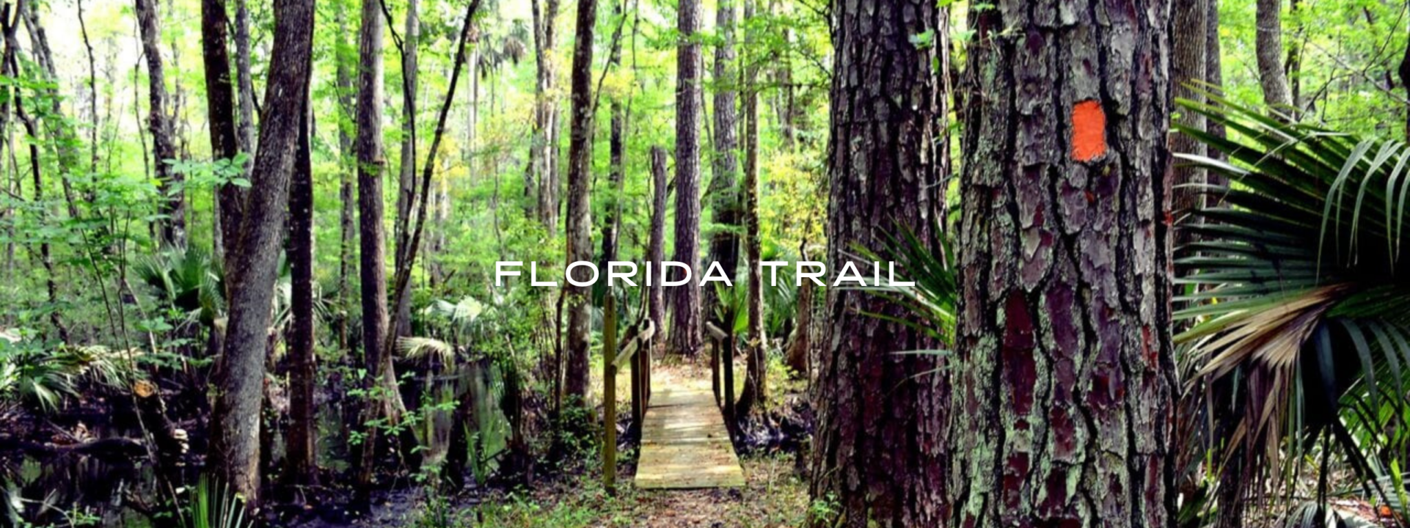 Orange blazes mark the trail leading to a wooden bridge over a creek in a lush tropical forest on the Florida Trail