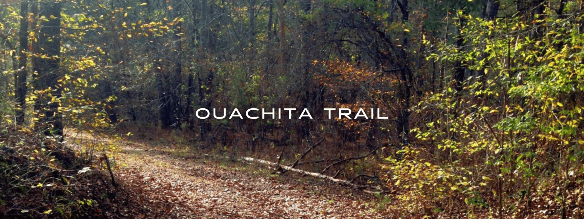A trail covered in fall leaves winds through a deciduous forest.