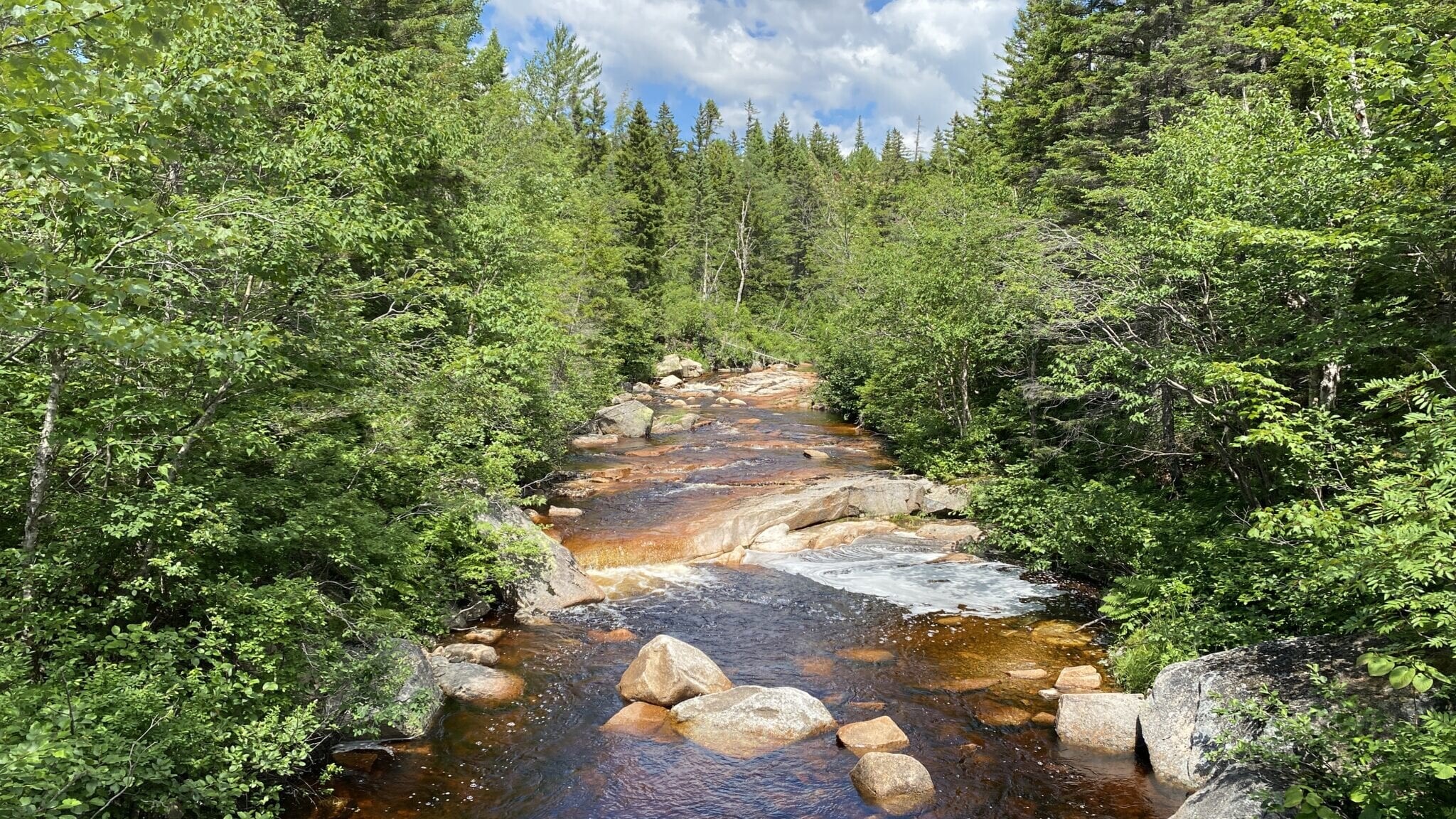 A creek with green trees all around